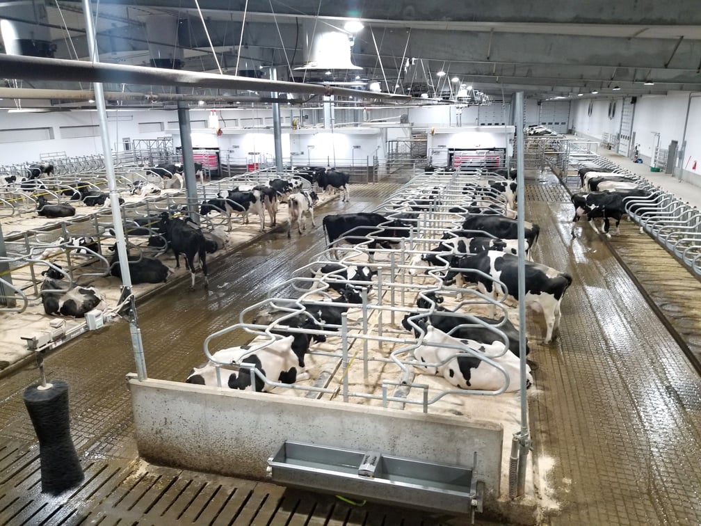 ROBOTIC MILKING Deerfield Colony Case Study by Ashley Graye Dairy